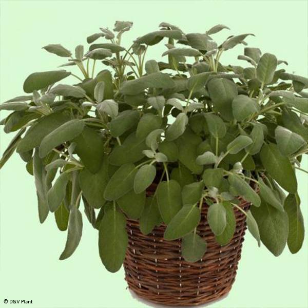 Sauge officinale Maxima - Salvia officinalis Pot de 1,5L/2L