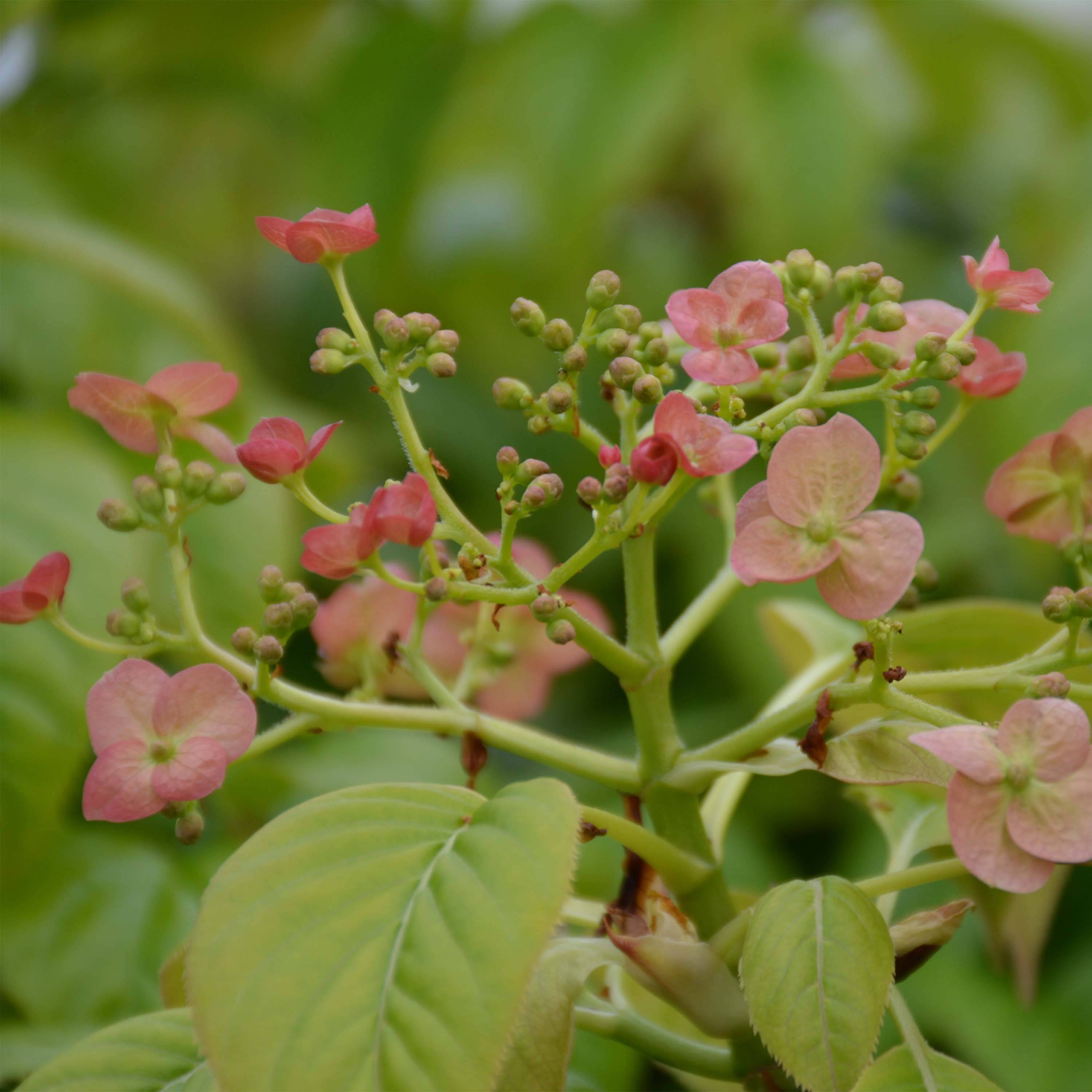 Hydrangea anomala Crug Coral - Hortensia grimpant Pot de 2L/3L
