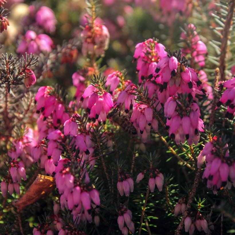 Promesse de Fleurs - Bruyère Carnea December Red, Erica Godet de 8/9 cm