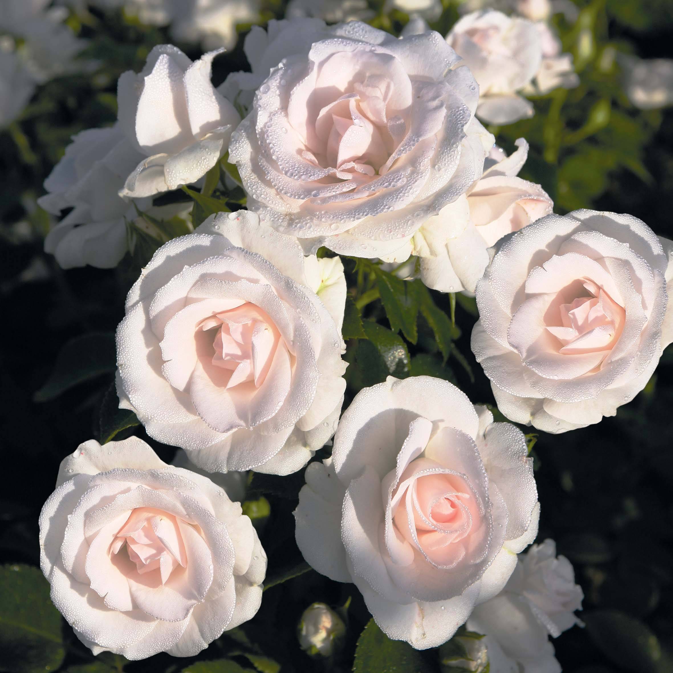 Promesse de Fleurs - Rosier couvre-sol Aspirin Rose Racines nues en motte