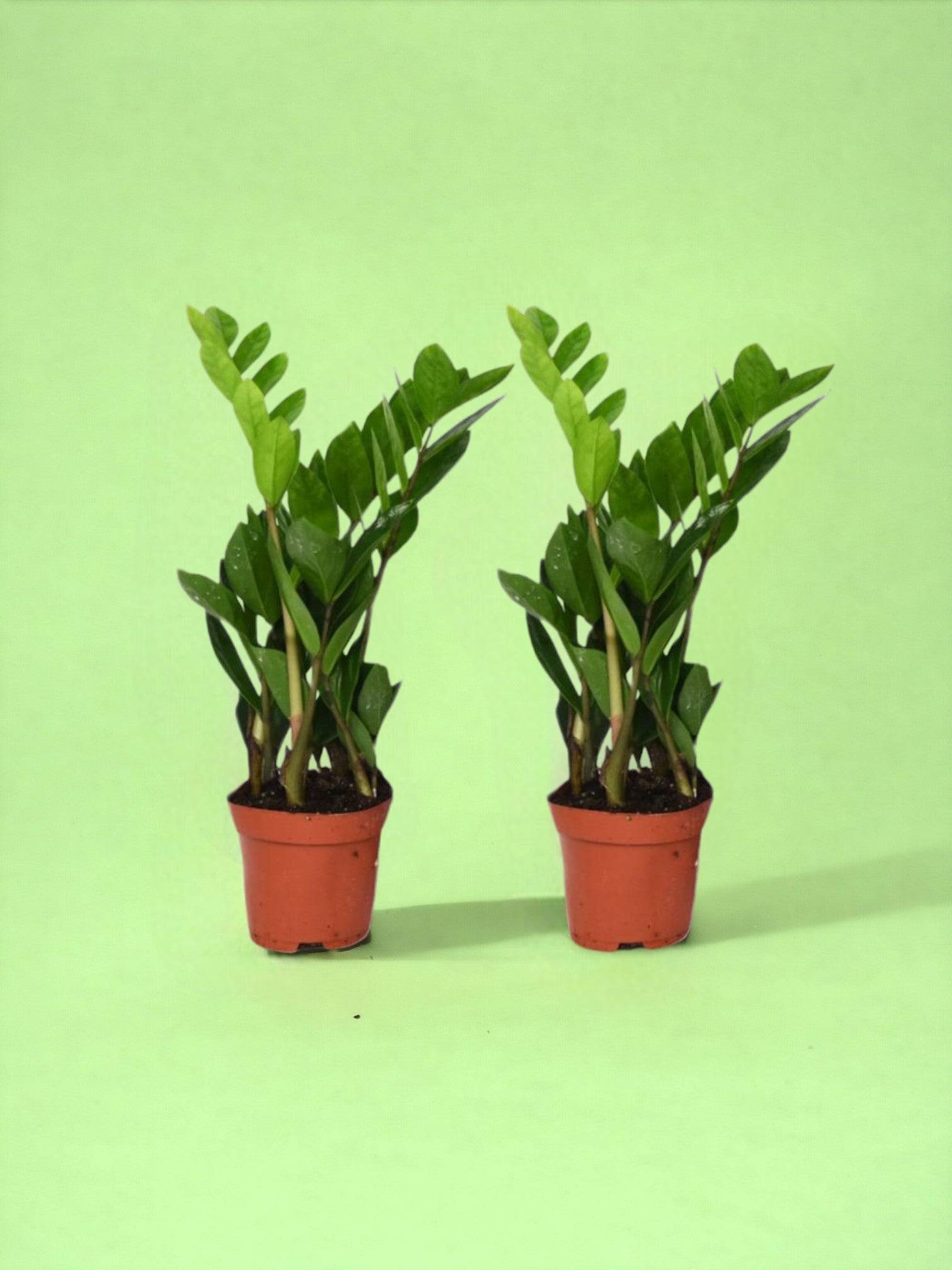 Duo de Zamioculcas Zamiifolia