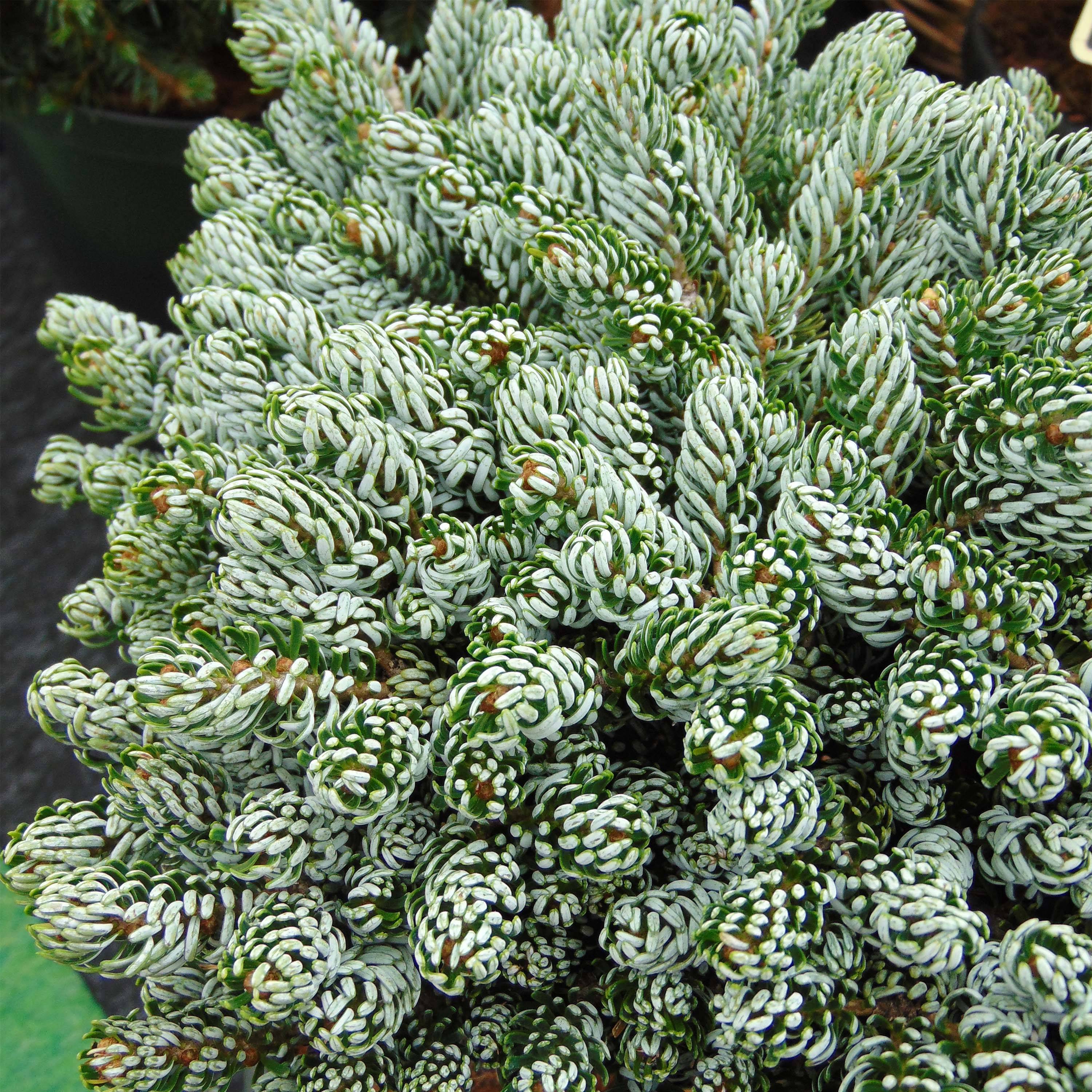 Abies koreana Kohout's Icebreaker® - Sapin de Corée nain Pot de 2L/3L - Image 1