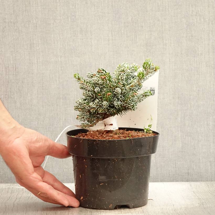 Abies koreana Kohout's Icebreaker® - Sapin de Corée nain Pot de 2L/3L - Image 2