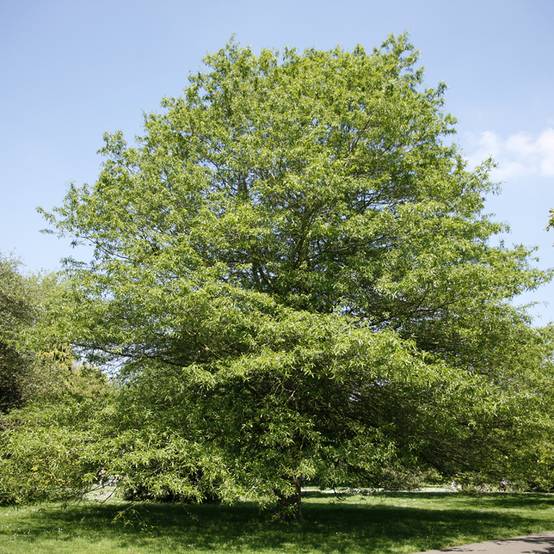Promesse de Fleurs - Chêne à feuilles de saule - Quercus phellos Pot de 4L/5L