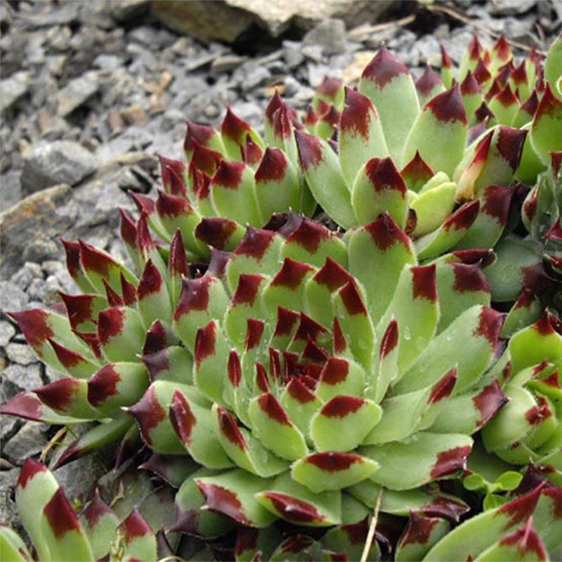 Sempervivum calcareum - Joubarbe du calcaire Godet de 8/9 cm