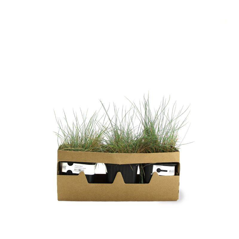 3 Fétuques Bleues (Festuca Glauca 'Azurit') - Lot de 3 graminées - Pépinières Naudet - Image 4