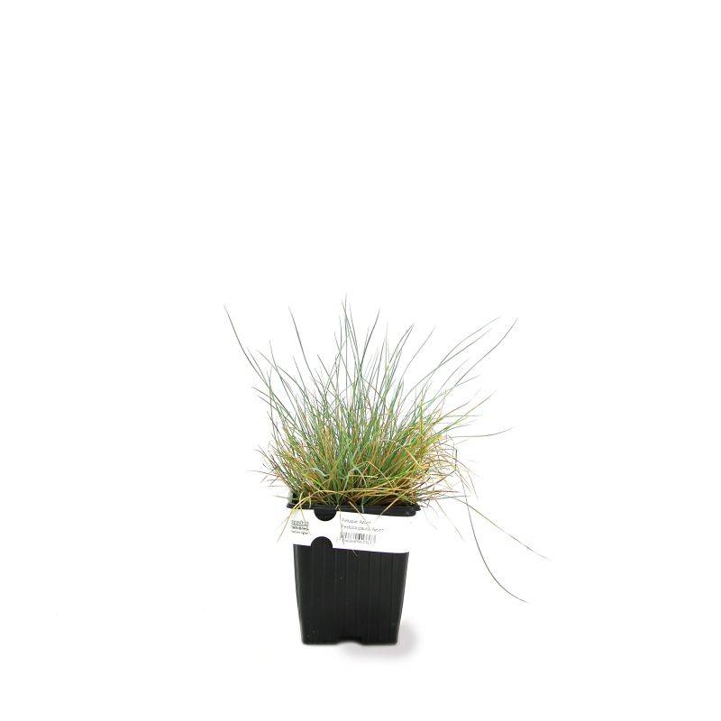 3 Fétuques Bleues (Festuca Glauca 'Azurit') - Lot de 3 graminées - Pépinières Naudet - Image 2