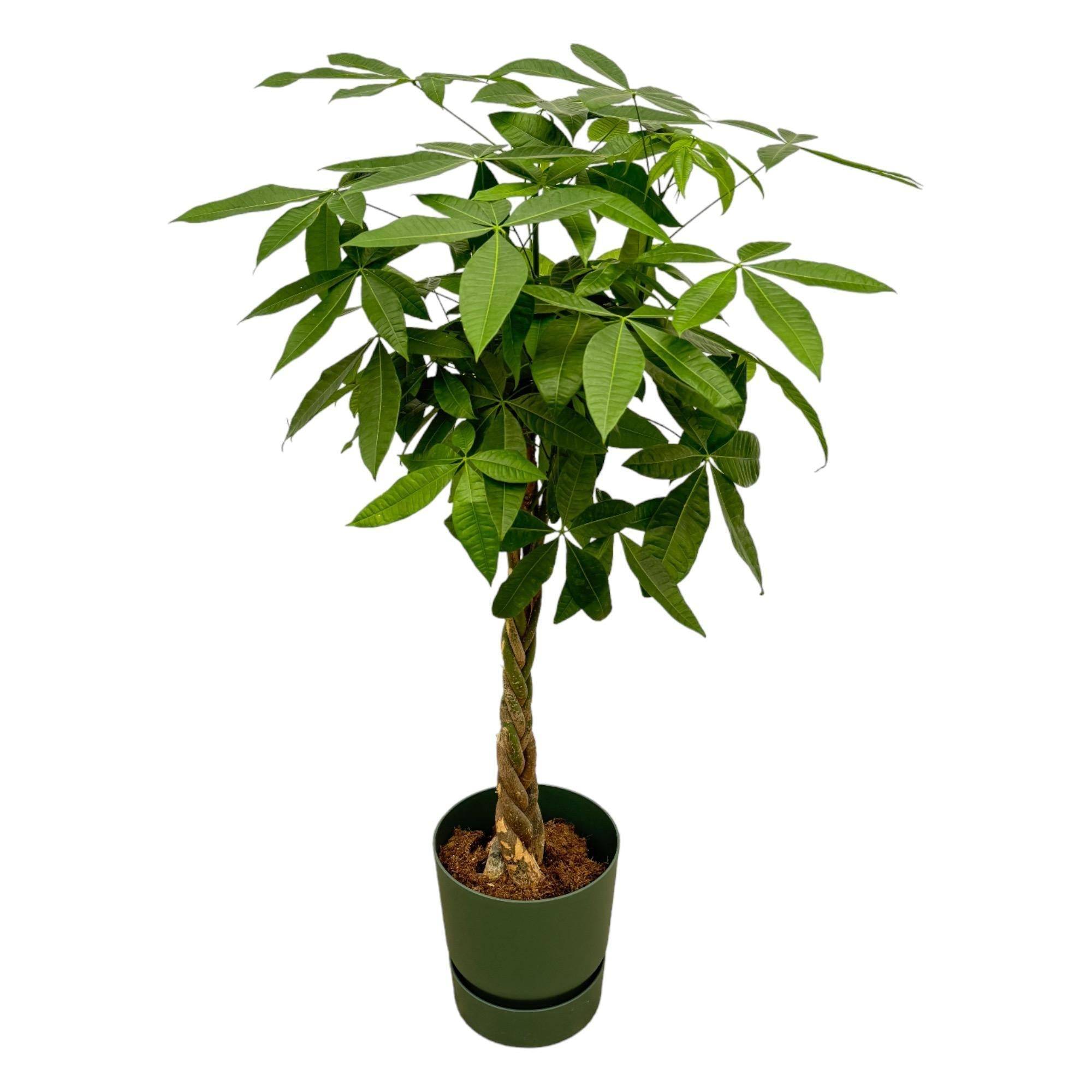 Pachira Aquatica et son pot- La Green Touch Vert + Reservoir - Hauteur 160cm