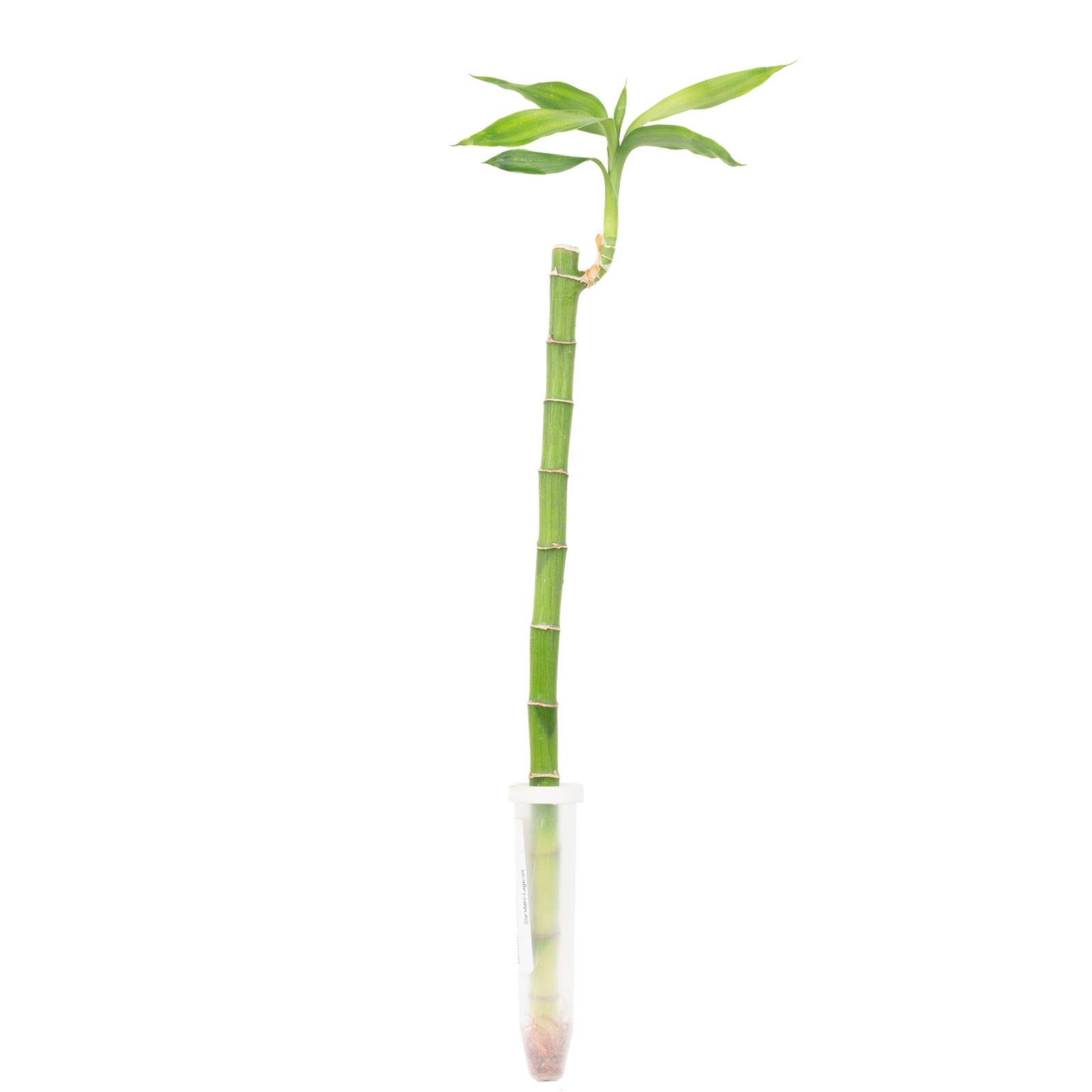 Lucky Bambou tige droite, dans un tube - plante d'intérieur facile d'entretien, Dracaena Sanderiana - hauteur env. 50 cm, tube-Ø 2 cm