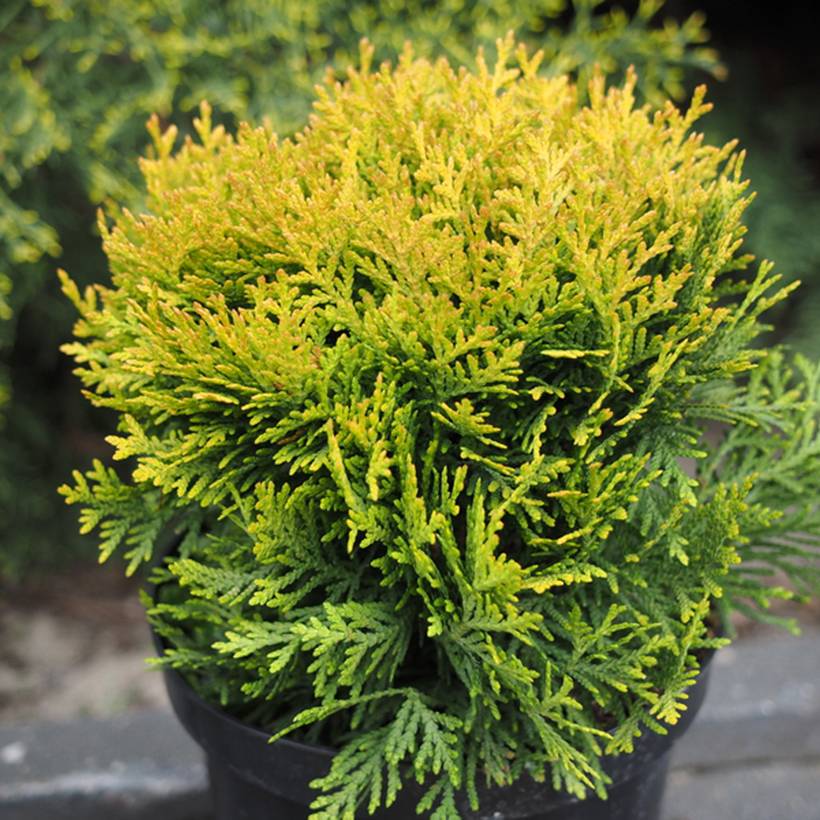 Thuya du Canada - Thuja occidentalis Globosa Aurea Godet de 8/9 cm