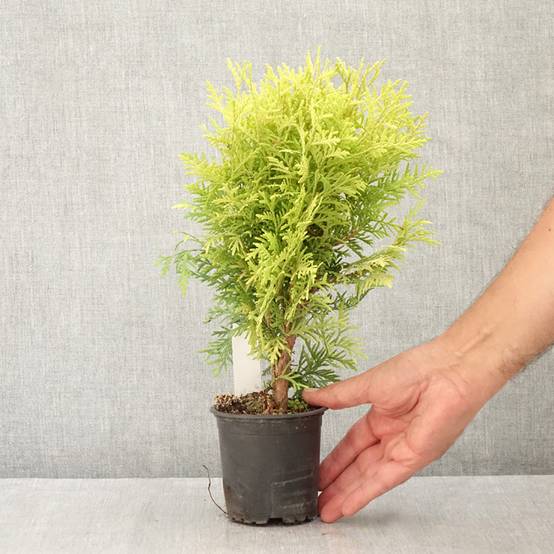 Thuya du Canada - Thuja occidentalis Globosa Aurea Godet de 8/9 cm - Image 2