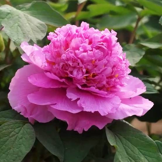Promesse de Fleurs - Pivoine arbustive Cai Hui - Paeonia suffruticosa Pot de 2L/3L