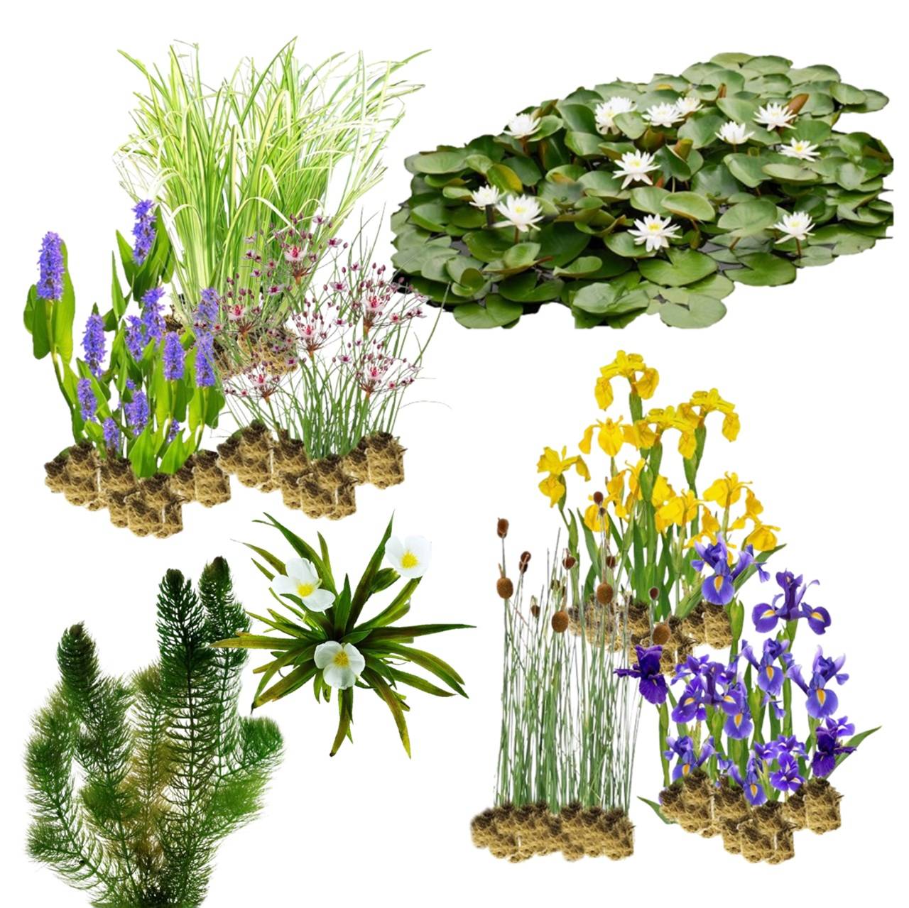 Plantes de berge écologiques 10.000-20.000 l - Image 1