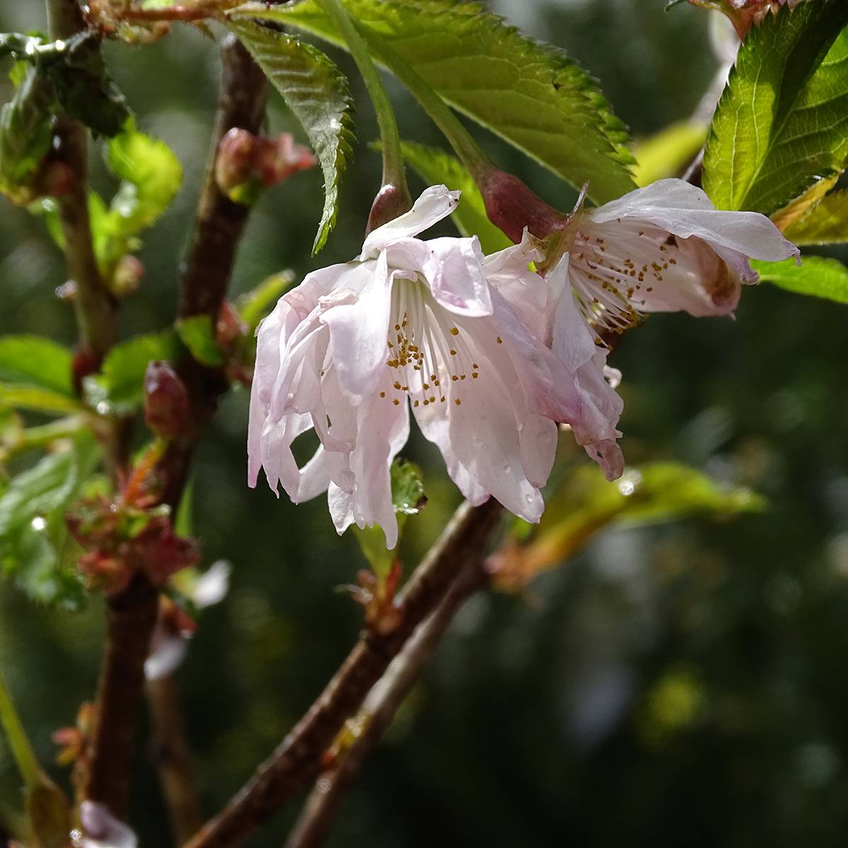Cerisier à fleurs du Japon nain - Prunus incisa Oshidori Pot de 2L/3L - Image 1
