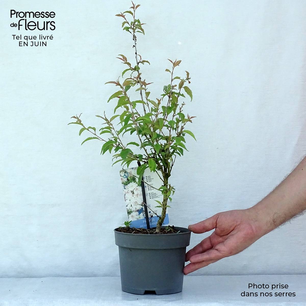 Cerisier à fleurs du Japon nain - Prunus incisa Oshidori Pot de 2L/3L - Image 2