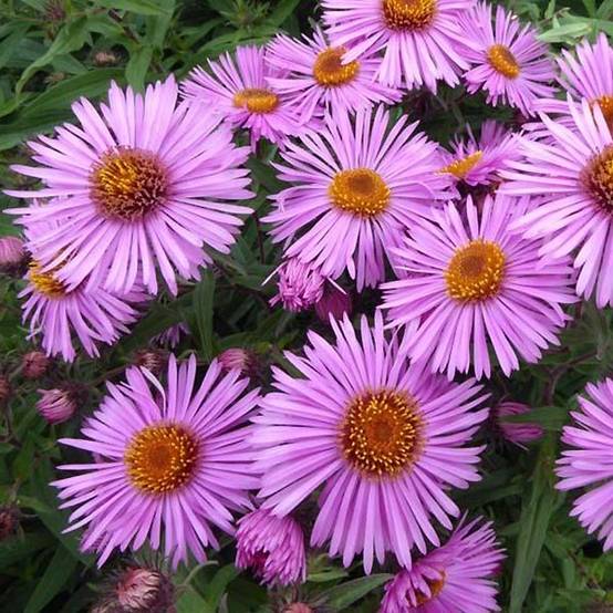Promesse de Fleurs - Aster novae-angliae Barr's Pink - Grand aster d'automne Pot de 2L/3L
