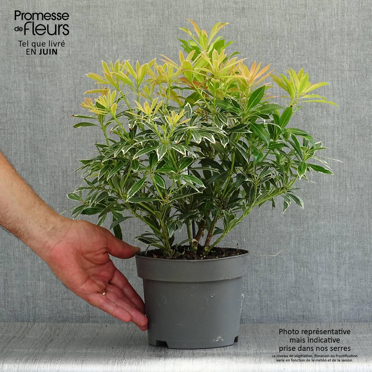 Andromède du Japon - Pieris japonica Flaming Silver Pot de 2L/3L - Image 2