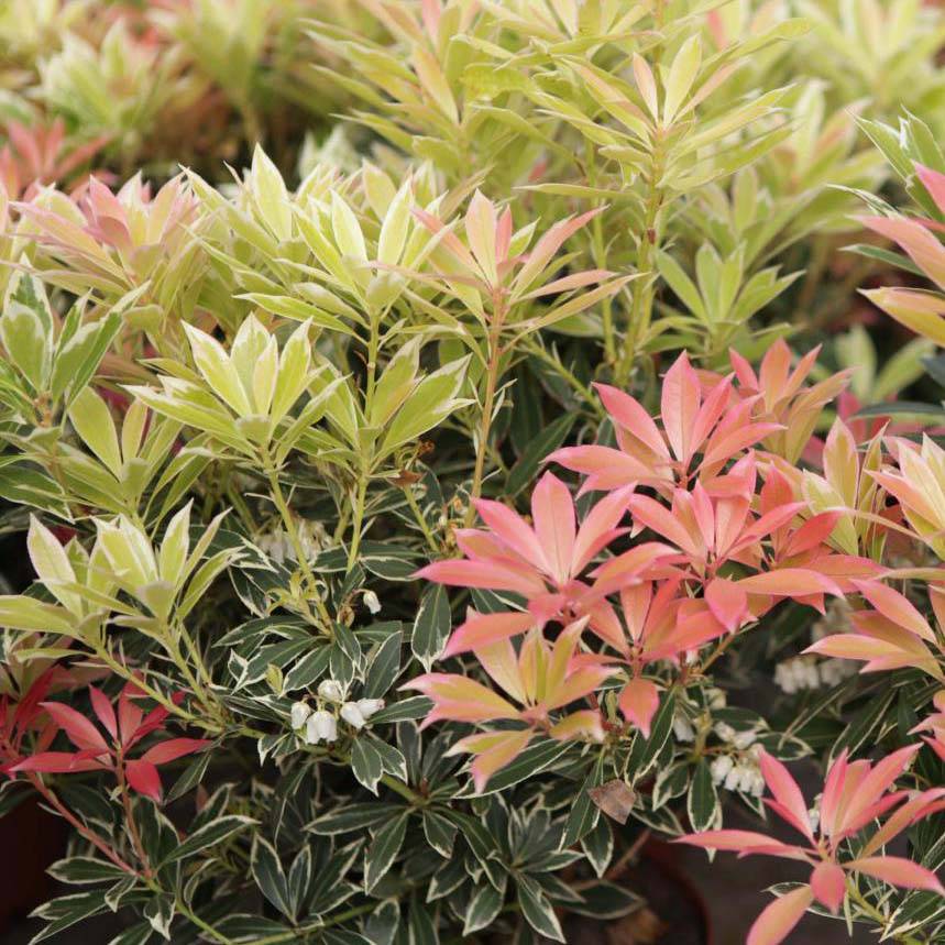 Andromède du Japon - Pieris japonica Flaming Silver Pot de 2L/3L - Image 1