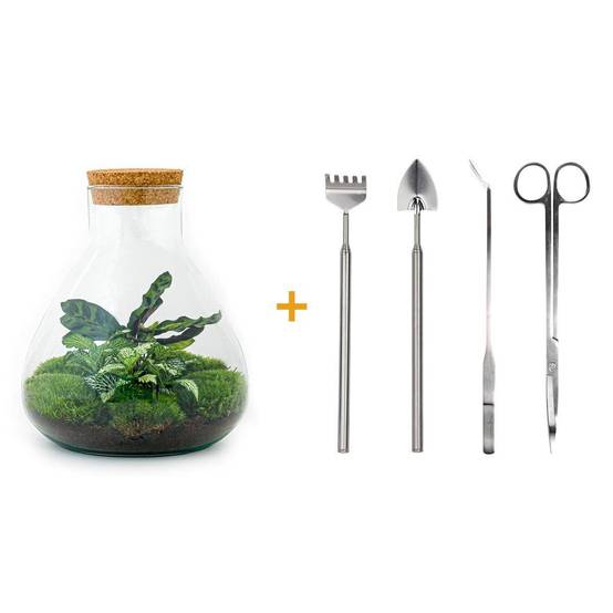 Terrrium en Kit Fittonia Vert Calathea Lancifolia et 4 Outils - D27 H27cm