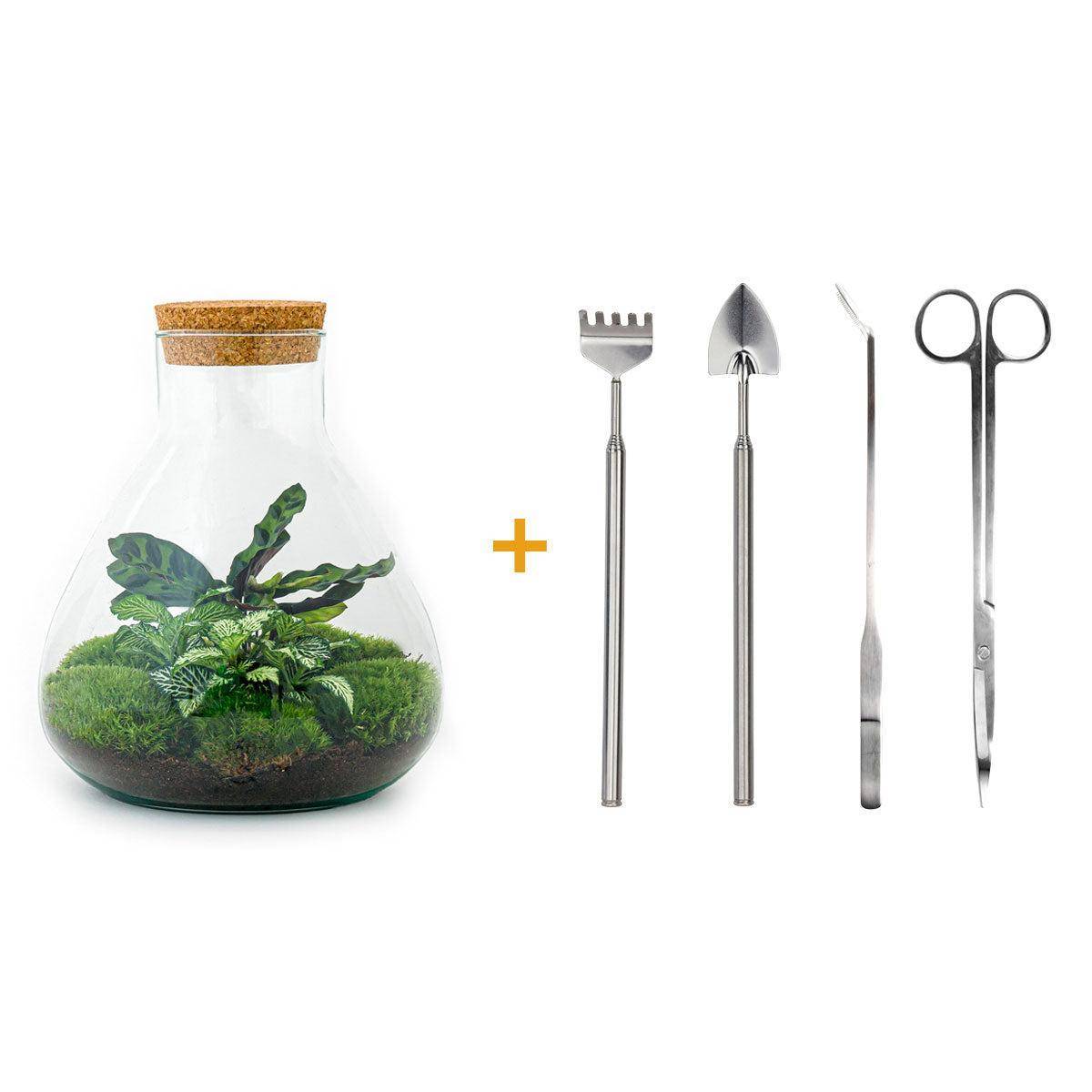 Terrrium en Kit Fittonia Vert Calathea Lancifolia et 4 Outils - D27 H27cm