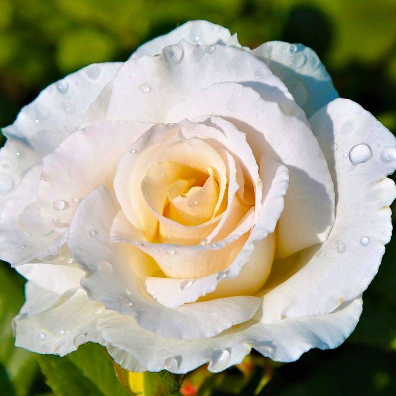 Rosier Grimpant 'Iceberg' (Rosa 'Iceberg') - Conteneur 3L - Pépinières Naudet - Image 1