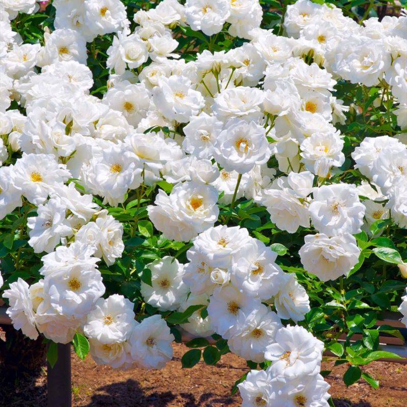 Rosier Grimpant 'Iceberg' (Rosa 'Iceberg') - Conteneur 3L - Pépinières Naudet - Image 2