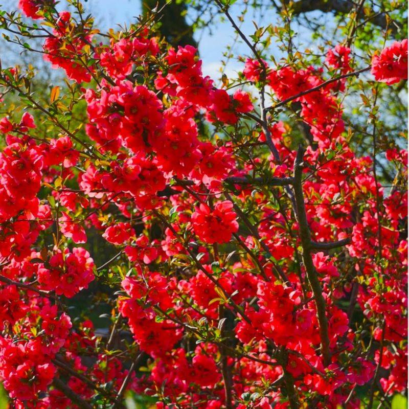 Cognassier du Japon (Chaenomeles japonica) - Godet - Taille 15/30cm - Pépinières Naudet - Image 1
