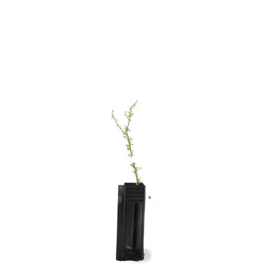 Cognassier du Japon (Chaenomeles japonica) - Godet - Taille 15/30cm - Pépinières Naudet - Image 2