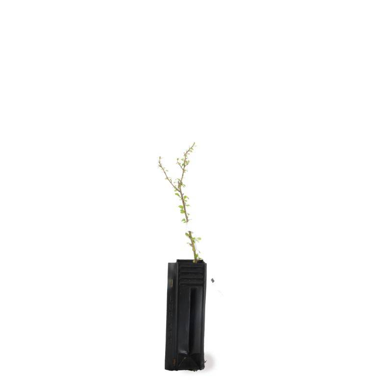Cognassier du Japon (Chaenomeles japonica) - Godet - Taille 15/30cm - Pépinières Naudet - Image 2