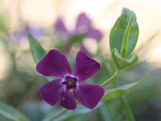 Vinca minor Atropurpurea - Pervenche à petite fleurs Godet de 8/9 cm - Image 2