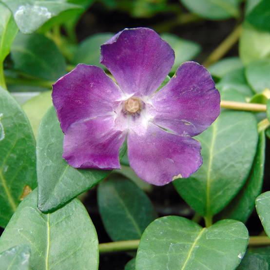 Vinca minor Atropurpurea - Pervenche à petite fleurs Godet de 8/9 cm - Image 1