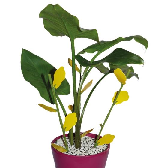 Biotop - Biotop - Piège englué floral anti insectes - Image 5