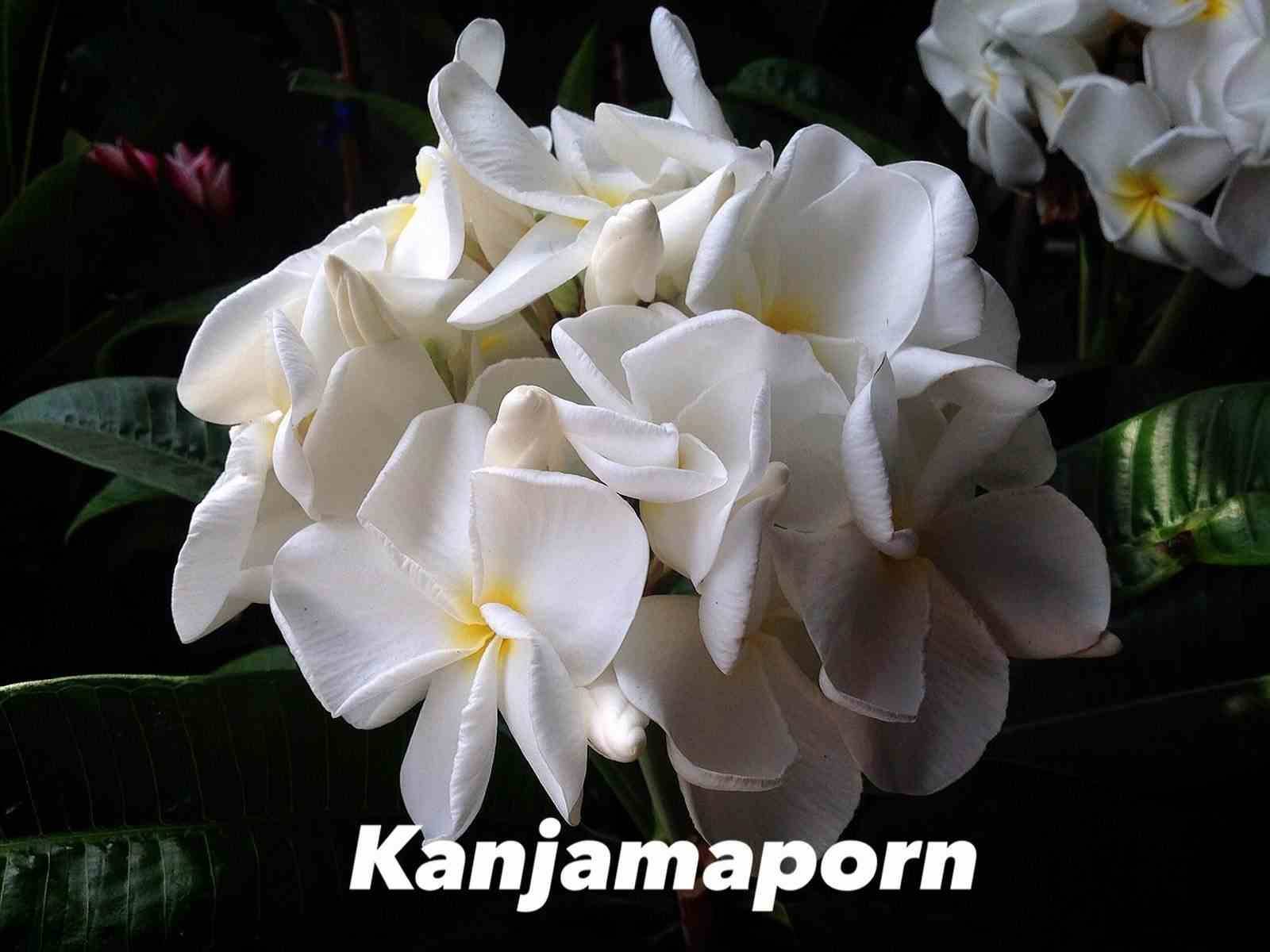 Sans Marque - Plumeria rubra "Kanjamaporn" (frangipanier) Couleur floraison:Blanc - Taille:Pot de 2 litres ? 20/30 cm