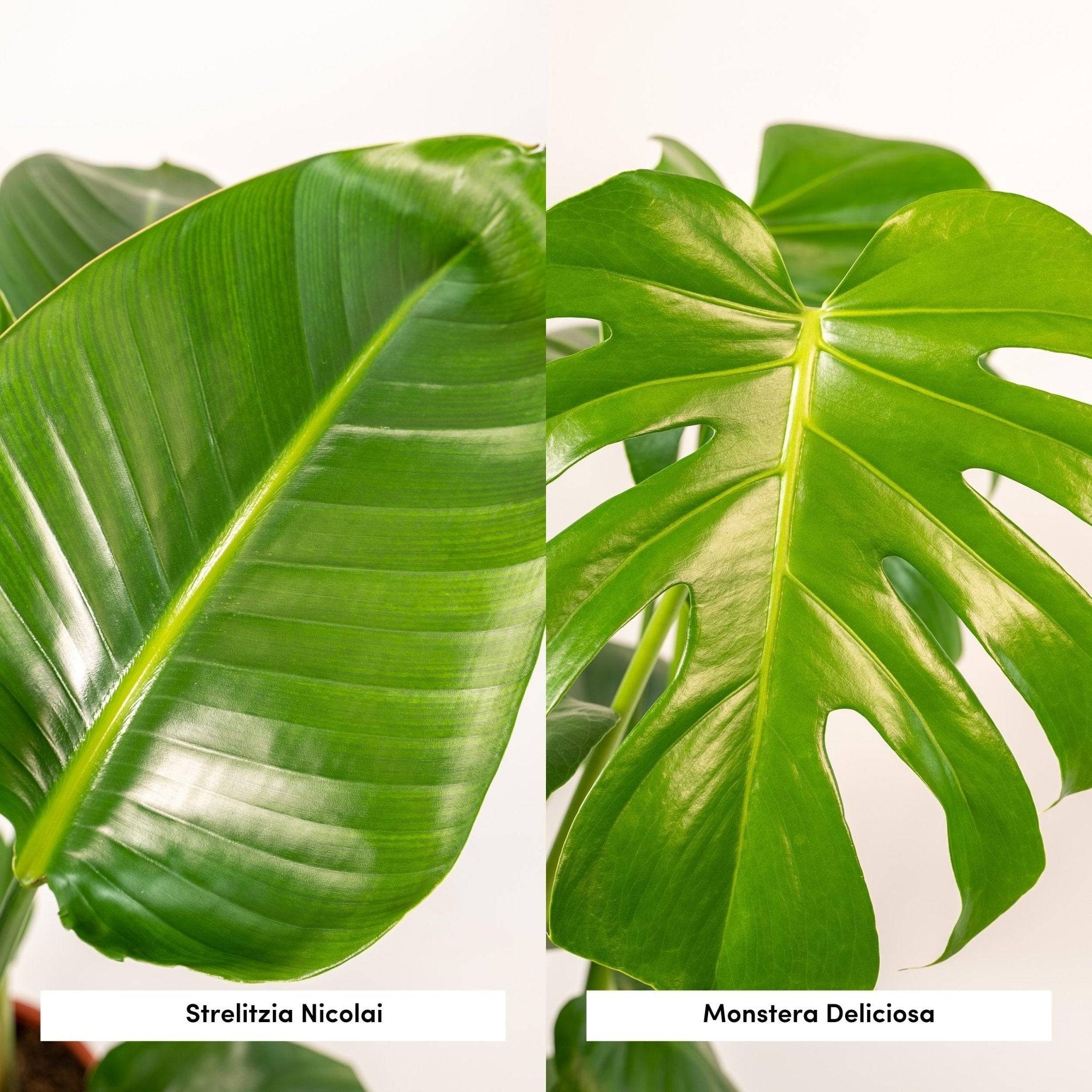 La Green Touch - Duo Strelitzia Nicolai et Monstera 80cm - Plante d'intérieur- La Green Touch - Image 3