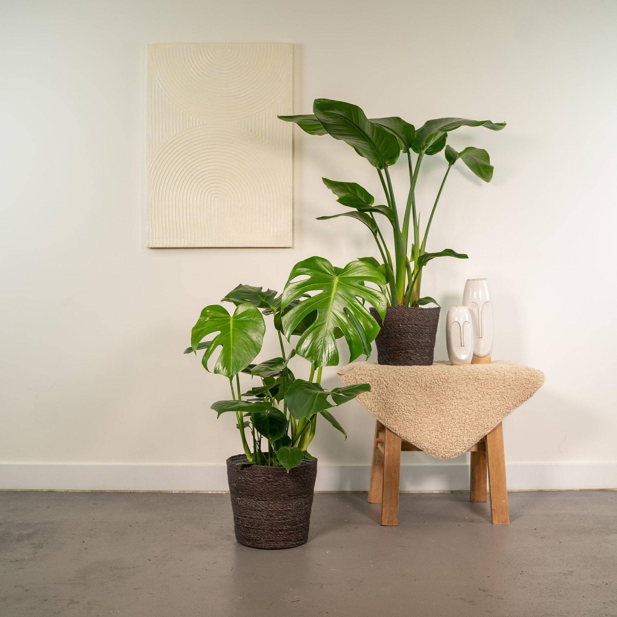 La Green Touch - Duo Strelitzia Nicolai et Monstera 80cm - Plante d'intérieur- La Green Touch - Image 5