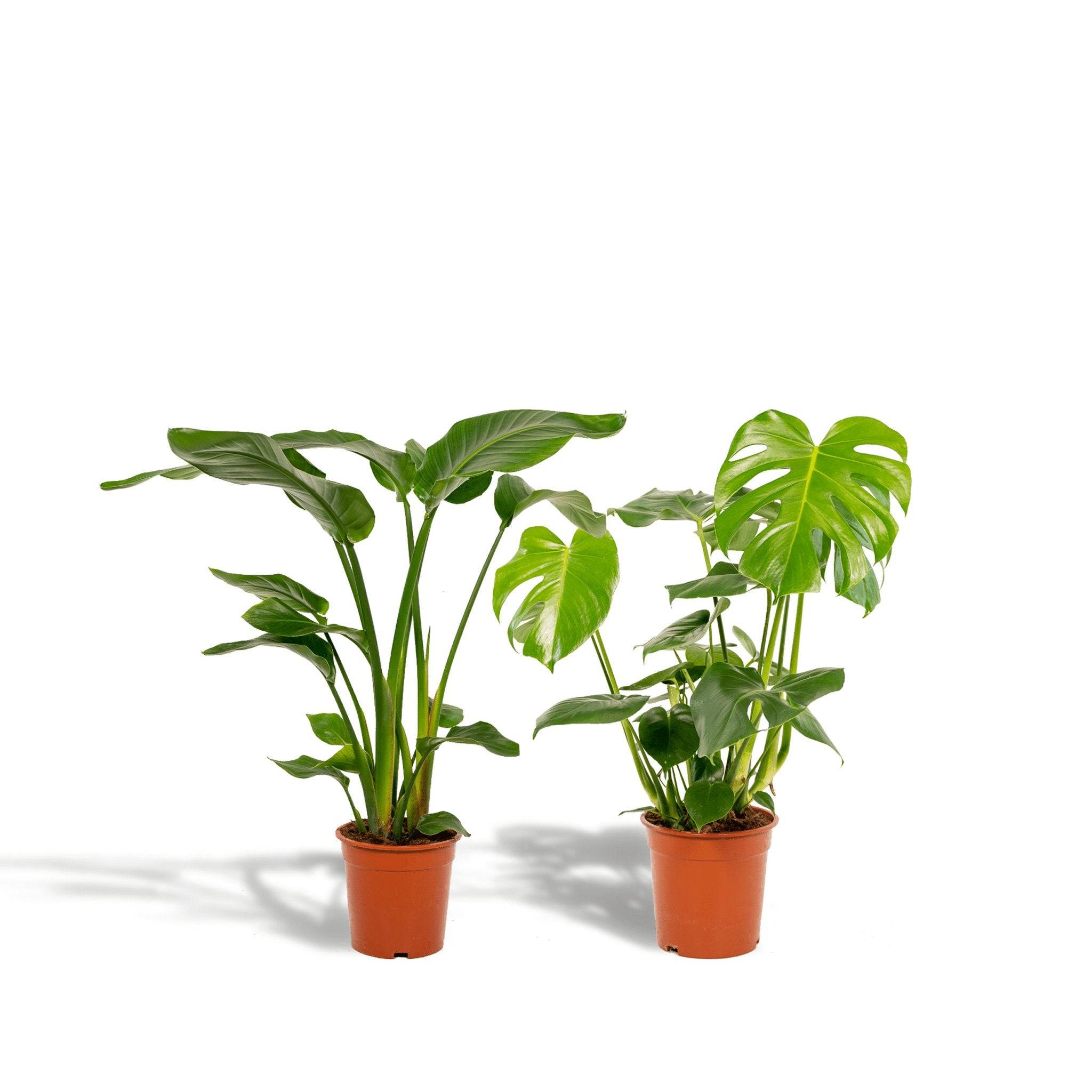 La Green Touch - Duo Strelitzia Nicolai et Monstera 80cm - Plante d'intérieur- La Green Touch - Image 4