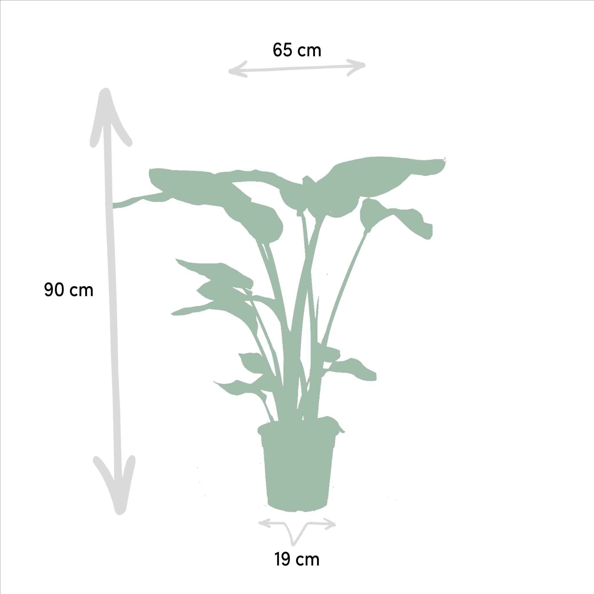 La Green Touch - Duo Strelitzia Nicolai et Monstera 80cm - Plante d'intérieur- La Green Touch - Image 7
