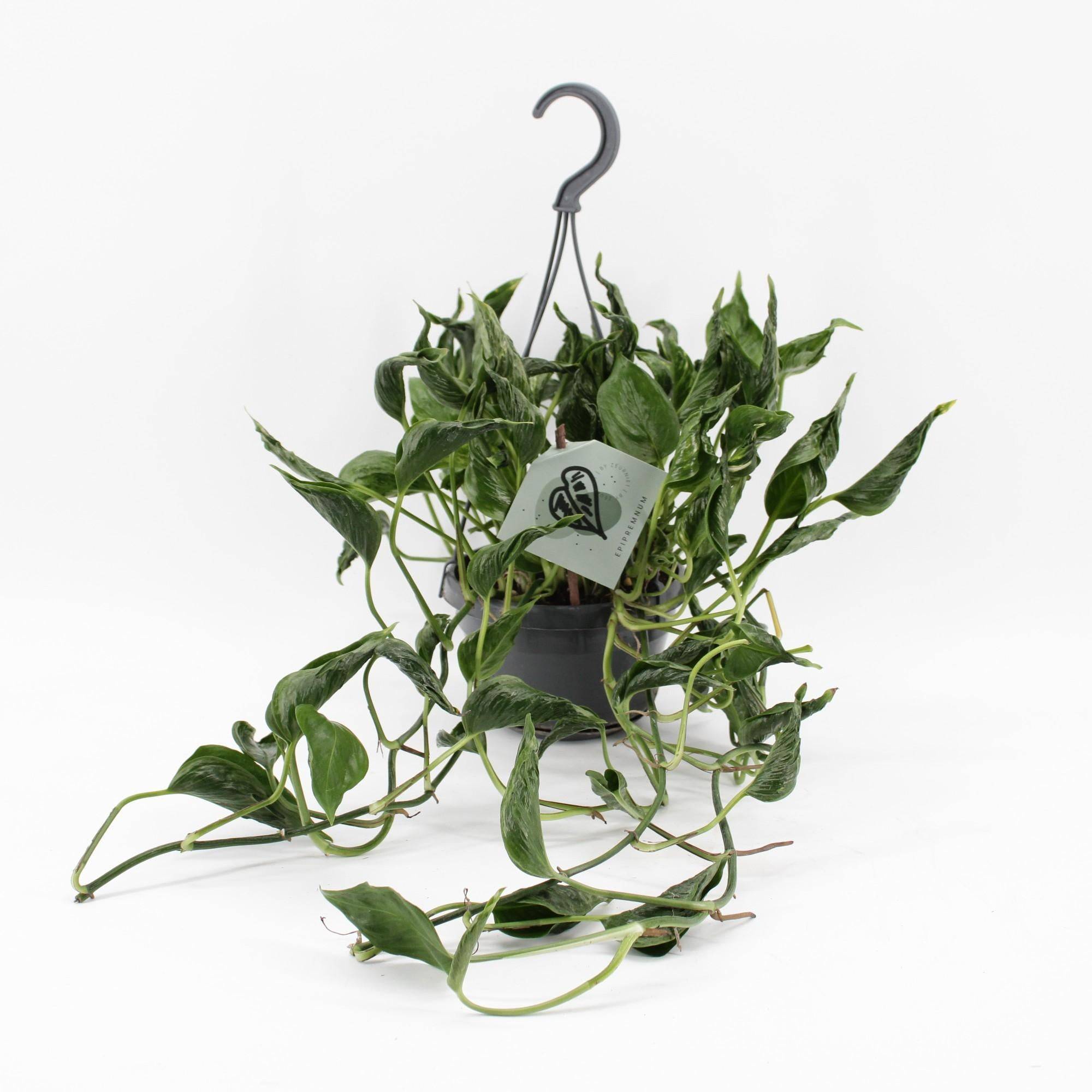 Epipremnum Pinnatum Aureum Shangri-La 45cm - Plante d'intérieur- La Green Touch - Image 1
