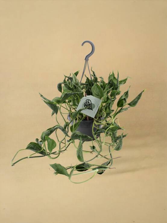 Epipremnum Pinnatum Aureum Shangri-La 45cm - Plante d'intérieur- La Green Touch - Image 2