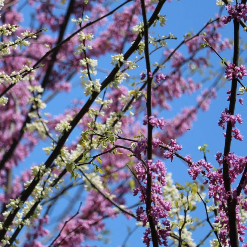 Cercis du Canada Vanilla Twist, Arbre de Judée, Gainier du Canada à fleurs Blanche - feuillage Caduc - Pot de 30L - Baliveau-  hauteur à maturité De 3 - Image 3
