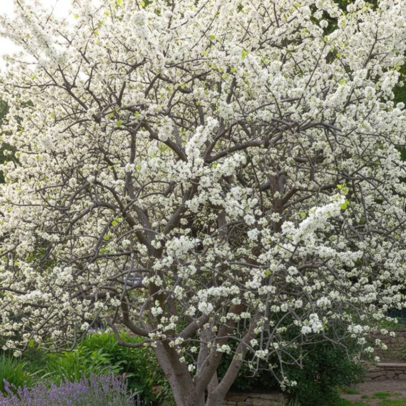 Cercis du Canada Vanilla Twist, Arbre de Judée, Gainier du Canada à fleurs Blanche - feuillage Caduc - Pot de 30L - Baliveau-  hauteur à maturité De 3 - Image 2
