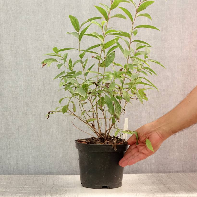 Promesse de Fleurs - Cerisier à fleurs - Prunus glandulosa Rosea Plena Pot de 3L/4L - Image 2