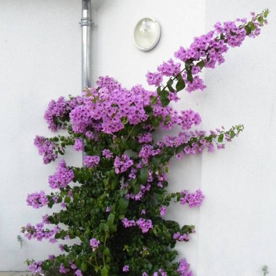 Bougainvillier Violet de Mèze à fleurs Rose - feuillage Caduc - Godet - 5/20 cm- hauteur à maturité De 2,00 m à 2,50 m - Image 2