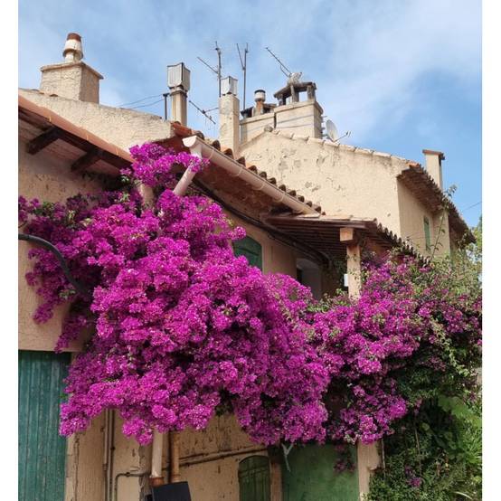 Bougainvillier Violet de Mèze à fleurs Rose - feuillage Caduc - Godet - 5/20 cm- hauteur à maturité De 2,00 m à 2,50 m - Image 7
