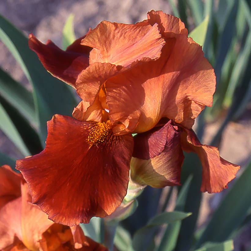Promesse de Fleurs - Iris germanica Natchez Trace - Iris des Jardins  Pot de 1,5L/2L