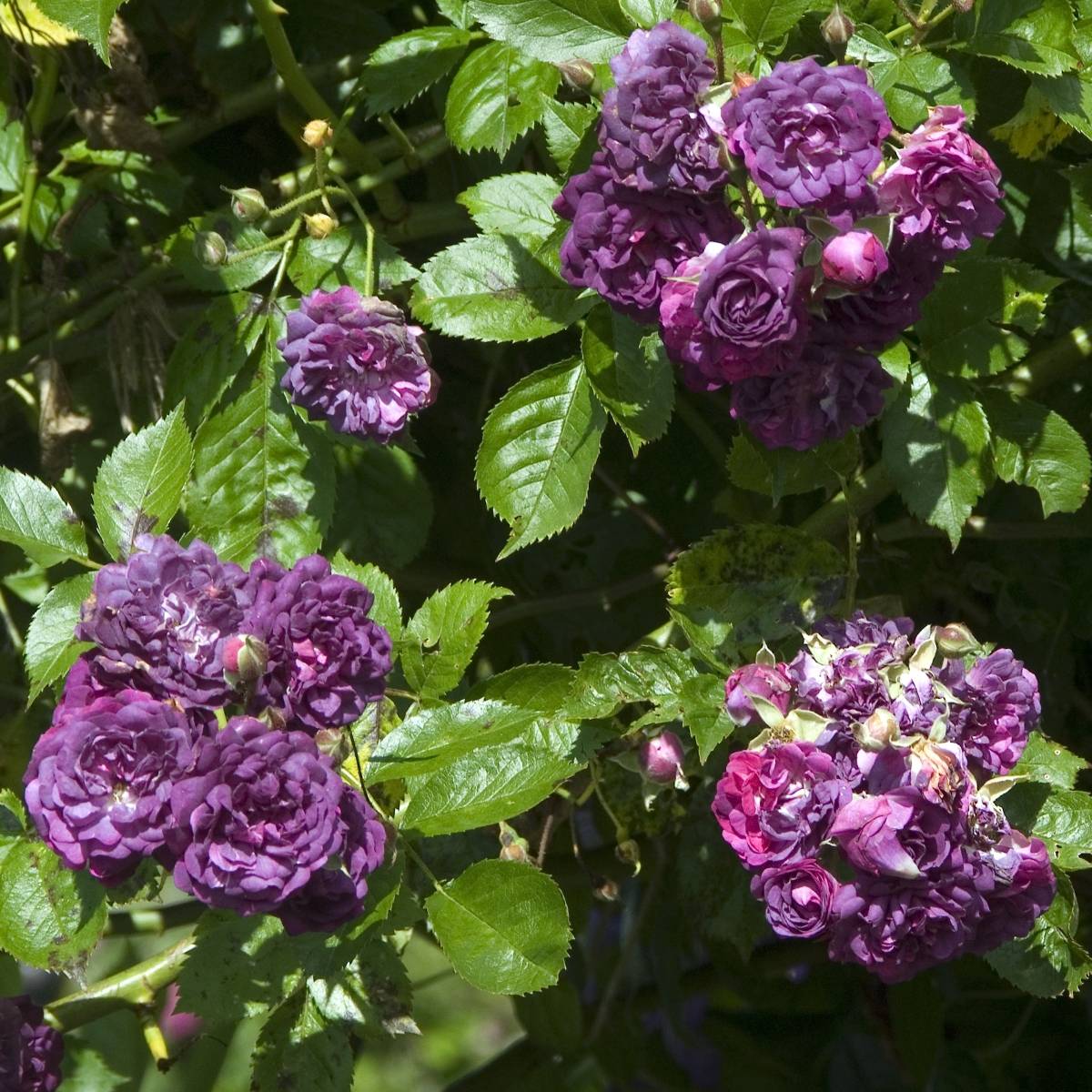 Rosier Bleu Magenta - Rosier grimpant ancien Racines nues en motte