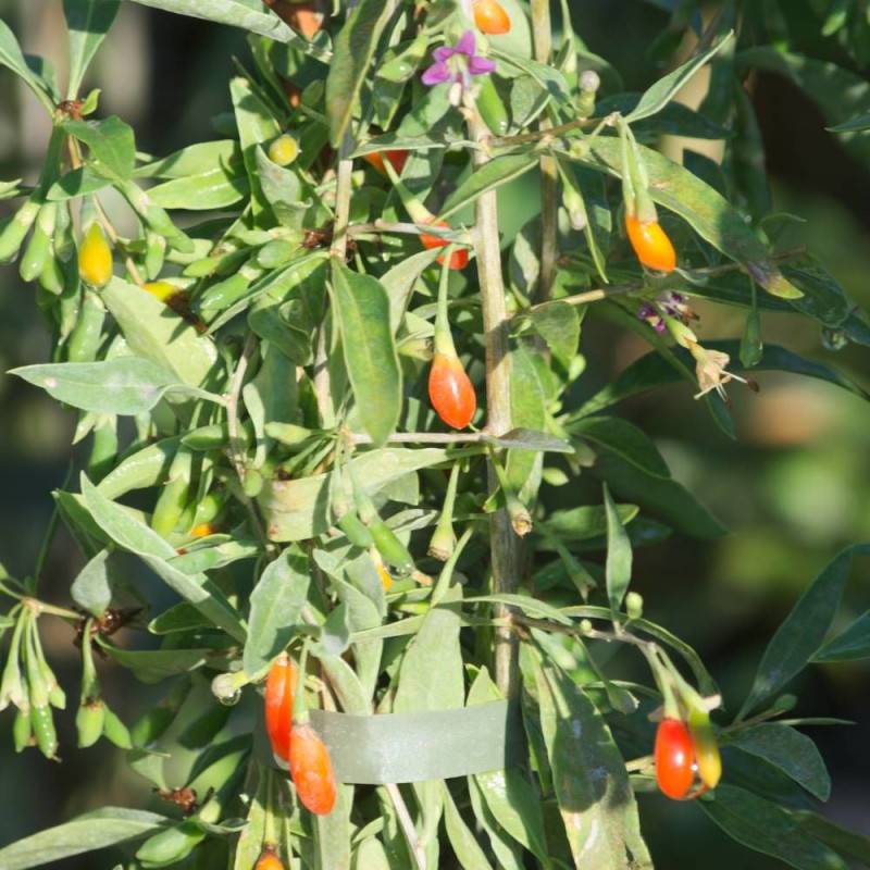Baie de Goji barbarum à fleurs Violette - feuillage Caduc - Godet - 5/20 cm-  hauteur à maturité De 2,00 m à 2,50 m - Image 5