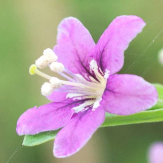 Baie de Goji barbarum à fleurs Violette - feuillage Caduc - Godet - 5/20 cm- hauteur à maturité De 2,00 m à 2,50 m - Image 6