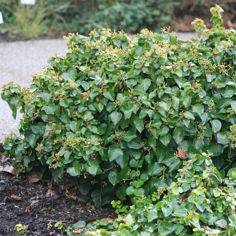 Lierre arbustif - Hedera helix Arbori Compact Pot de 2L/3L