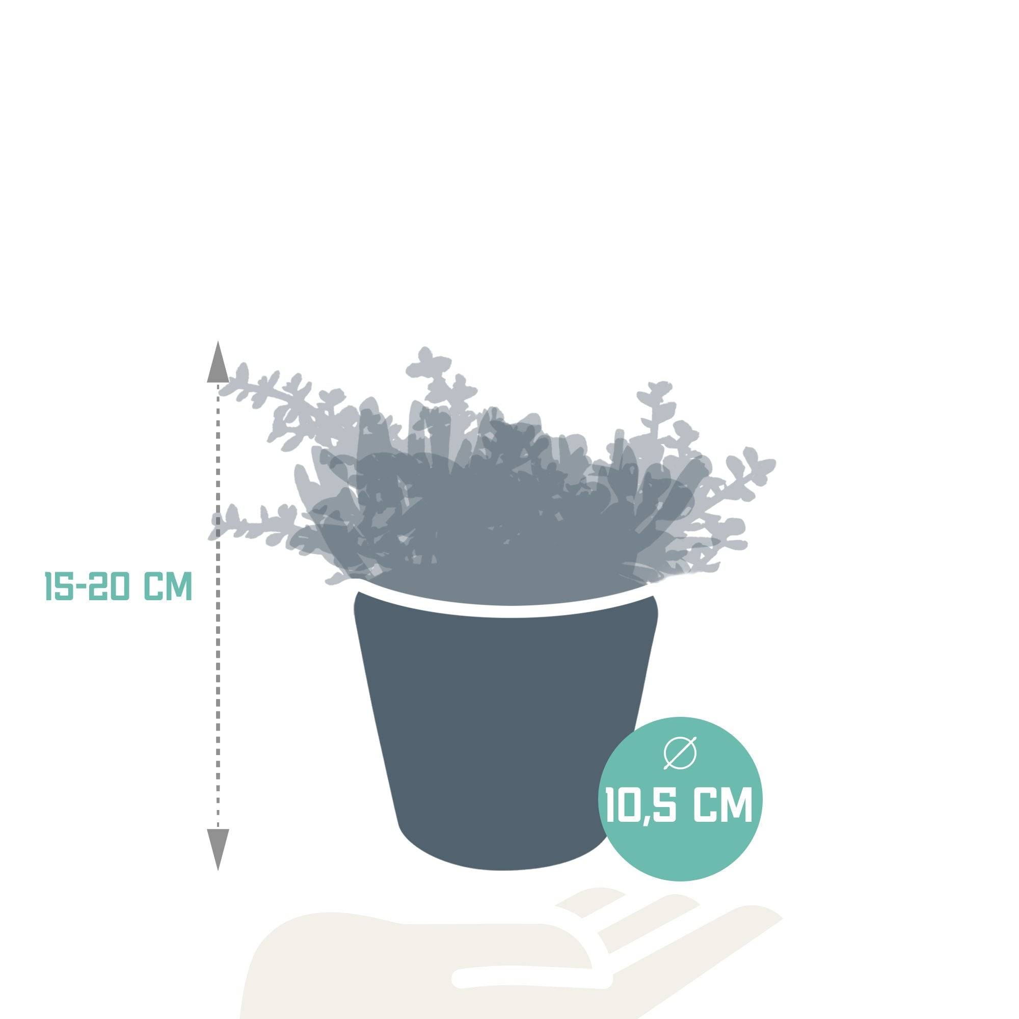 La Green Touch - Trio de Crassula et leurs caches-pots h21cm- La Green Touch - Image 6
